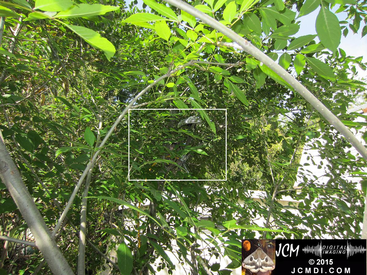 Scrub Jay nest and activity Canon HS300 3-3132015 Santa Clarita JCMDI.COM